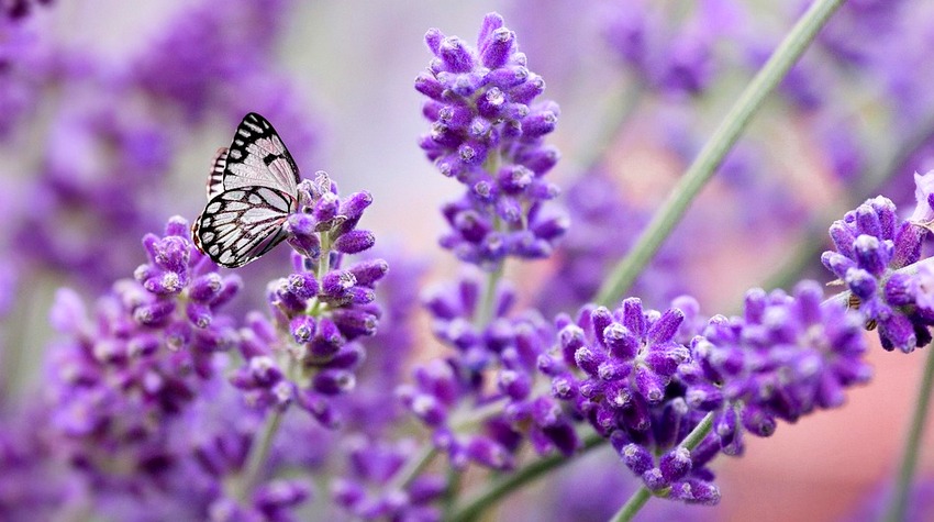 BANJALUKA IN THE SCENT AND COLORS OF LAVENDER